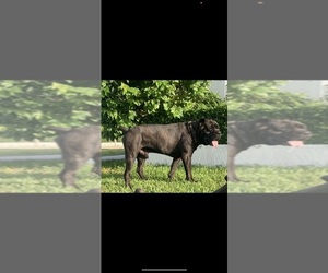 Father of the Cane Corso puppies born on 02/14/2023