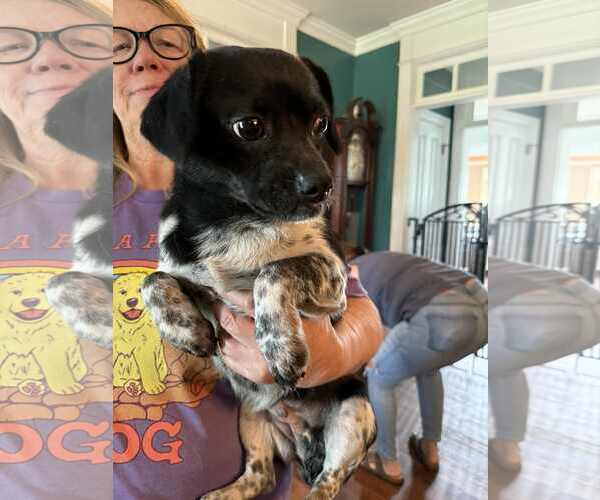 Medium Photo #2 Chihuahua-Unknown Mix Puppy For Sale in Holly Springs, NC, USA