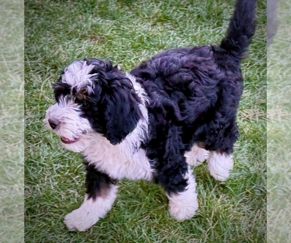 Medium Photo #2 Bernedoodle (Miniature) Puppy For Sale in ROY, UT, USA