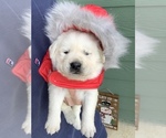 Small Photo #2 Labrador Retriever Puppy For Sale in GLENDALE, CA, USA