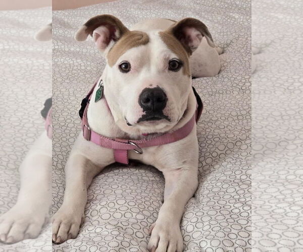 Medium Photo #6 American Pit Bull Terrier-Unknown Mix Puppy For Sale in Clarkston, MI, USA