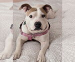 Small #5 American Pit Bull Terrier Mix