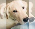 Small Photo #9 Labrador Retriever Puppy For Sale in WAGENER, SC, USA