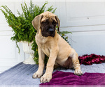 Small #7 Mastiff