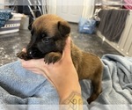 Small Photo #194 Belgian Malinois Puppy For Sale in REESEVILLE, WI, USA