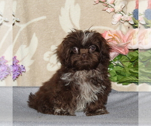 Shih Tzu Puppy for Sale in RISING SUN, Maryland USA