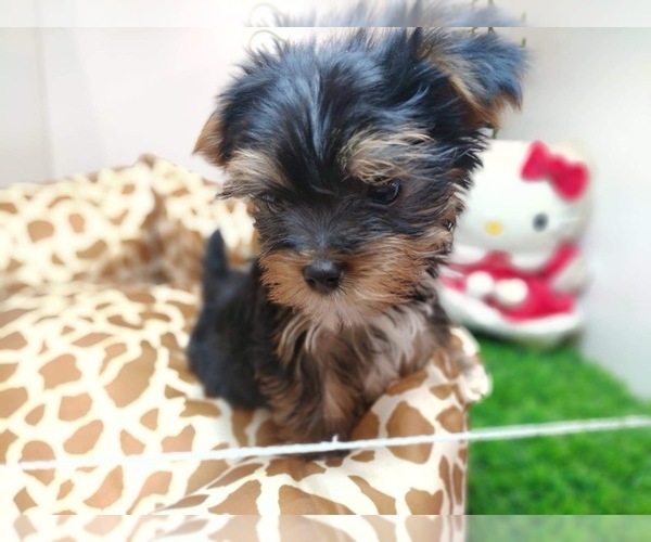 Medium Photo #11 Yorkshire Terrier Puppy For Sale in CHICAGO, IL, USA