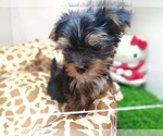 Small Photo #11 Yorkshire Terrier Puppy For Sale in CHICAGO, IL, USA