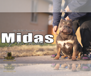 Father of the American Bully puppies born on 06/16/2026