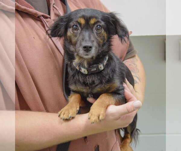 Medium Photo #3 Papshund Puppy For Sale in Huntley, IL, USA