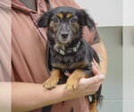Small #2 Papshund