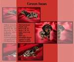 Puppy Green bean Dachshund