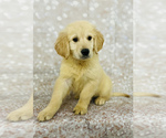 Small Golden Retriever