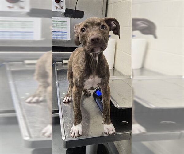 Medium Photo #1 Mutt Puppy For Sale in Fayetteville, NC, USA