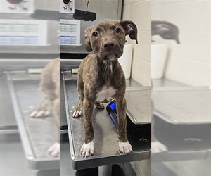 Mutt Dogs for adoption in Fayetteville, NC, USA