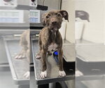 Small Mutt