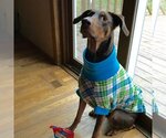 Small Doberman Pinscher Mix