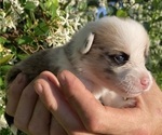 Small Photo #11 American Corgi Puppy For Sale in BRANDON, FL, USA