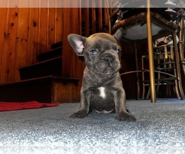 Medium Photo #11 French Bulldog Puppy For Sale in WASHINGTON, DC, USA