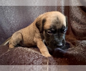 Mastiff Puppy for Sale in OLATHE, Kansas USA