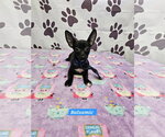 Small Chiweenie