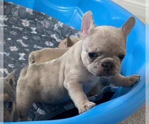 French Bulldog Puppy for sale in HEMET, CA, USA