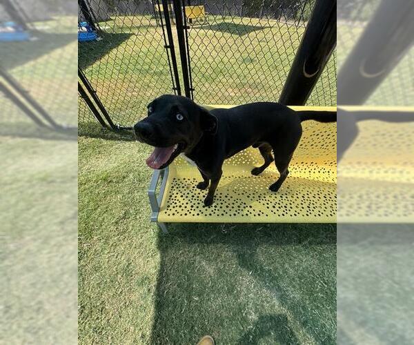 Medium Photo #2 Labsky Puppy For Sale in Temple, TX, USA