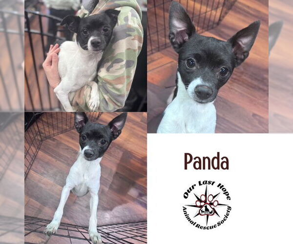 Medium Photo #1 Rat-Cha Puppy For Sale in Princeton, British Columbia, Canada