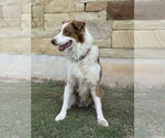 Small #3 Australian Shepherd