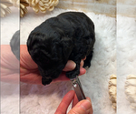 Small #3 Poodle (Miniature)