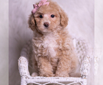 Puppy Fluttershy AKC Poodle (Toy)