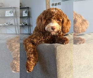 Father of the Goldendoodle (Miniature) puppies born on 05/12/2026