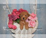 Small Photo #7 Poodle (Toy) Puppy For Sale in SANGER, TX, USA
