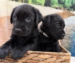 Small #5 Labrador Retriever