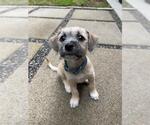 Small #1 Pug-Shih Tzu Mix