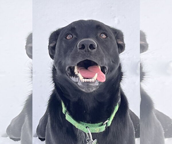 Medium Photo #3 Labrador Retriever Puppy For Sale in Pottstown, PA, USA