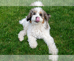 Small Photo #4 Bernedoodle (Miniature) Puppy For Sale in ROY, UT, USA