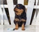 Small Photo #2 Rottweiler Puppy For Sale in PINE GROVE, PA, USA