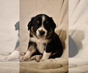 Border-Aussie Puppy for sale in YACOLT, WA, USA