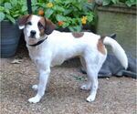 Small #1 Mutt