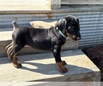 Puppy Aqua Doberman Pinscher
