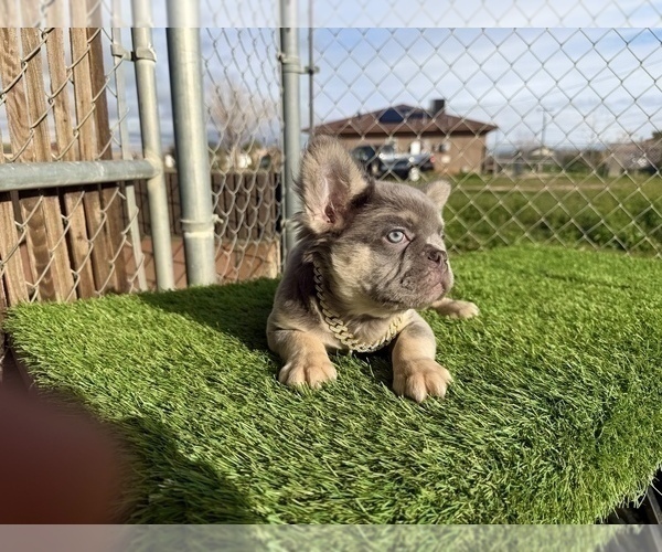 Medium Photo #16 French Bulldog Puppy For Sale in DENVER, CO, USA
