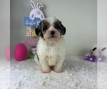 Small #1 Miniature Bernedoodle