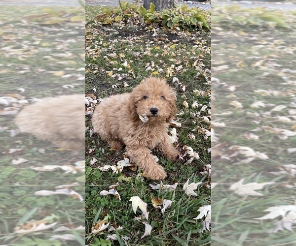Full screen Photo #3 Poodle (Toy) Puppy For Sale in CANOGA, NY, USA