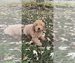 Small Photo #3 Poodle (Toy) Puppy For Sale in CANOGA, NY, USA