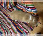 Small Photo #3 Dachshund Puppy For Sale in LAKEBAY, WA, USA