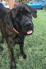 Father of the Mastiff puppies born on 07/06/2017
