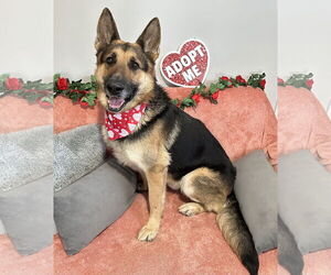 German Shepherd Dog Dogs for adoption in Rockaway, NJ, USA