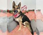 Small Photo #1 German Shepherd Dog Puppy For Sale in Rockaway, NJ, USA