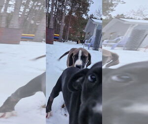 Australian Shepherd-Unknown Mix Dogs for adoption in New London, WI, USA